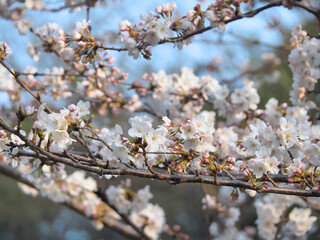桜の花