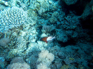 Fabulously beautiful view of the coral reef and its inhabitants in the Red Sea, Hurghada, Egypt