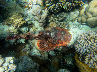 Synanceia verrucosa or Warty in a coral reef at the bottom of the Red Sea, Hurghada, Egypt