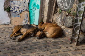 Colourful Chili Kleurrijk Chili