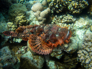 Naklejka na ściany i meble Synanceia verrucosa or Warty in a coral reef at the bottom of the Red Sea, Hurghada, Egypt
