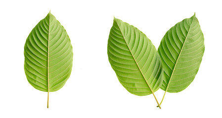Green kratom leaf isolated on white  background, Top view.