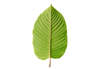 Green kratom leaf isolated on white  background, Top view.