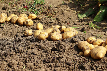 Fresh organic potatoes in the field, harvesting potatoes from the soil.concept of food cultivation. selective focus