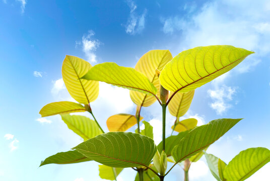 Mitragyna speciosa (Kratom leaves) is plant in thailand have medicinal properties diarrhea,pain relief blue sky background.