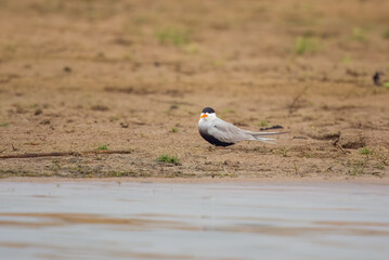 Black-bellied tern (Sterna acuticauda) observed on the banks of the Chambal river near Bharatpur in Rajasthan, India