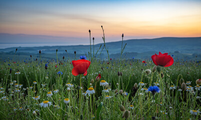 Red Poppies at sunrise in Somerset with misty fields and the Bristol Channel as a backdrop