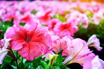 Bright large pink flower of Chinese hibiscus (Hibiscus rosa-sinensis) on blurred background of garden greenery. Chinese rose or Hawaiian hibiscus plant in sunlight. © Rattanapon