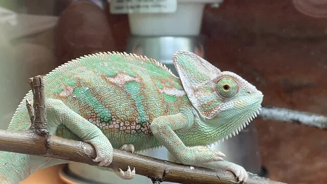 Ein Chile Camelion im Terarium.