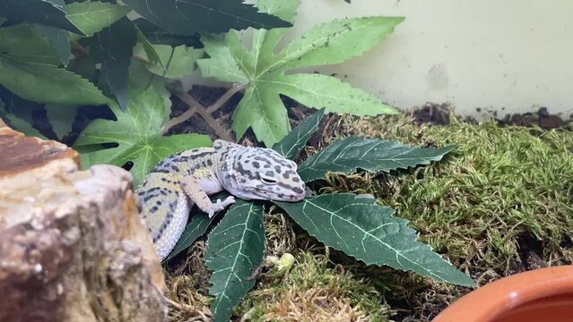 Ein Leoparden Gecko im Terarium.