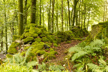 Green moss covered stone wall in a dense green forest