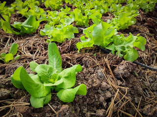 Hydroponic vegetables are grown in the field.