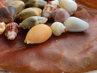 Close up of a brown dry leave with assortment of small seashells on white polished stone, macro