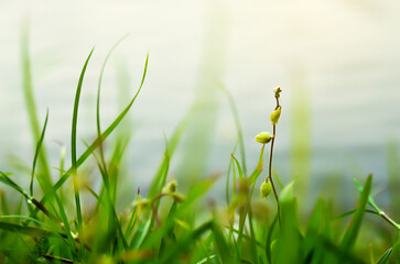 Closeup of lush green grass in soft morning light