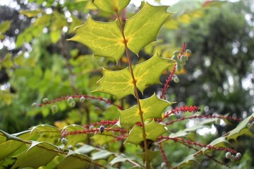 red currant bush