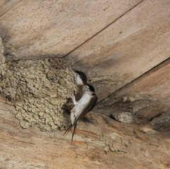 oisillon et maman © helenedevun