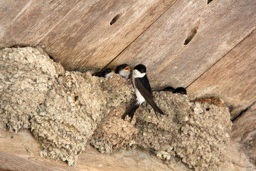 nourriture pour l oisillon © helenedevun