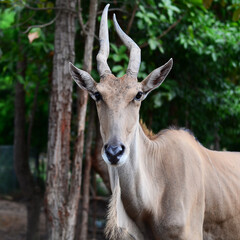 Large white tailed deer buck in the woods