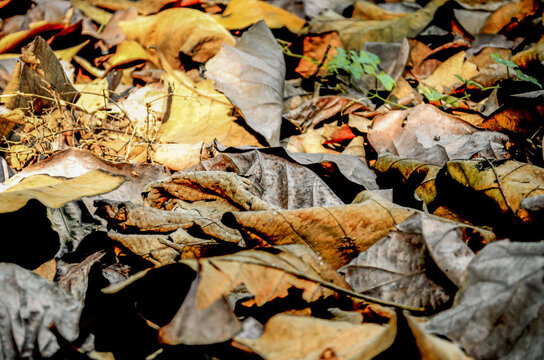 Close up dead leaves shot ideal for backgrounds and textures