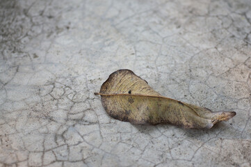 dry leaves falling to the ground.
