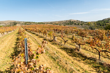 Fototapeta na wymiar Vineyard with harvested vines on a sunny autumn day.