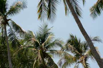 Fototapeta na wymiar Low angle view of coconut trees looking up above.