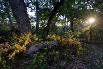 Denecourt hiking path 5 in the hill of the Cuvier-Chatillon rock 