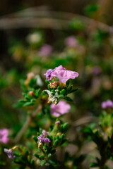 Alpine Wildflowers. Found in Lincoln National Forest, New Mexico.