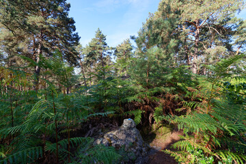 Denecourt hiking path 5 in the Cuvier Chatillon rocks. Fontainebleau forest
