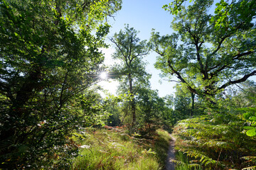 Fototapeta premium Denecourt hiking path 5 in the Cuvier Chatillon rocks. Fontainebleau forest