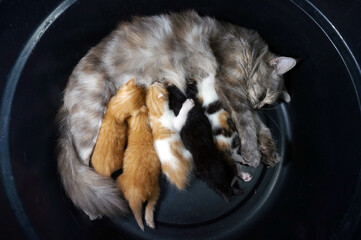 Gray mother cat breastfeeds her baby kitten on black backround 
