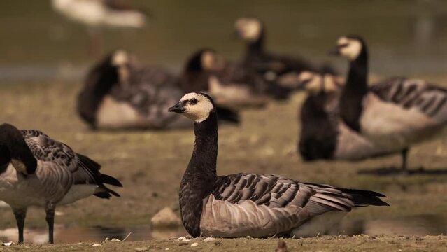 A Barnacle Goose (Branta leucopsis) in the midst of other Barnacle Geese
