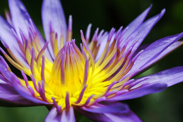 Close up Pink lotus on the pond.