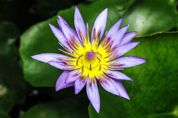 Close up Pink lotus on the pond.