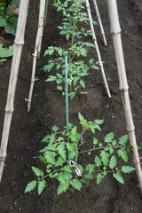 Cherry tomatoes cultivation in the vegetable garden.
Cherry tomatoes are planted in May and can be harvested in about 50 days after flowering, making it easy for even beginners to grow.
