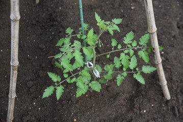 Cherry tomatoes cultivation in the vegetable garden.
Cherry tomatoes are planted in May and can be harvested in about 50 days after flowering, making it easy for even beginners to grow.