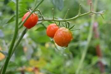 Cherry tomatoes cultivation in the vegetable garden.
Cherry tomatoes are planted in May and can be harvested in about 50 days after flowering, making it easy for even beginners to grow.