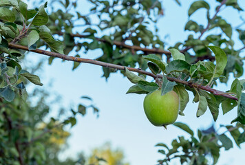 Green apple hangs on a tree branch. Harvest of apples.