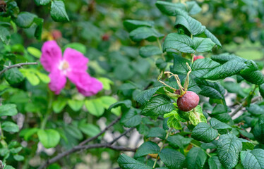Ripe fruits and flowers rose hips or briar, wild rose, dog rose in the autumn garden.