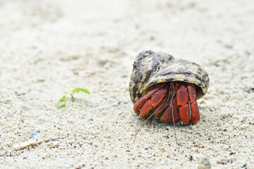 hermit crab