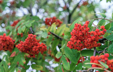 Rowan branches with ripe fruits. Orange rowan berries on the rowan tree branches, ripe rowan berries closeup. Sorbus aucuparia fruits.
