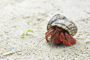 hermit crab