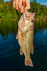  A Fisherman just caught a summer time largemouth bass while fishing on Tims Ford Lake.
