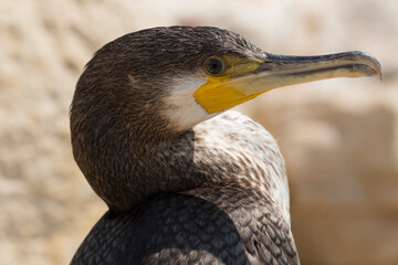 Great Cormorant (Phalacrocorax carbo). Black Sea fauna. Waterfowl close-up.