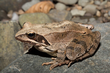 The pool frog (Pelophylax lessonae) is a European frog. The amphibian in the dry lake. Environmental disaster.