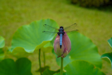 dragonfly in Hydrangea Garden of Mimuroto-ji Temple in Uji, Kyoto, Japan
