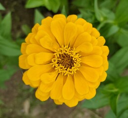 yellow flower in the garden