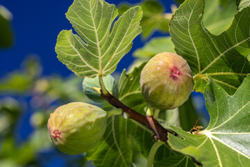 Figs fruits on the tree branch, figs agains the blue sky, closeup, raw sweet figs, organic food, selective focus, blurred