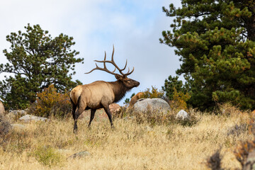 Naklejka na ściany i meble bull elk on the side of the mountain