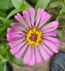 Obraz premium pink flower